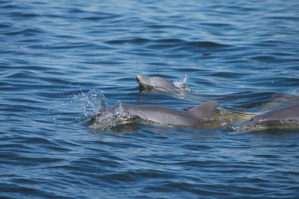 Dolphins surfacing near the boat
