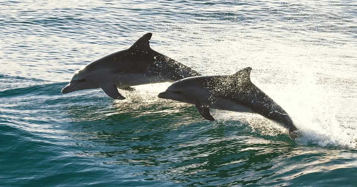 Nags Head Dolphin Watch: Outer Banks Dolphin Tours
